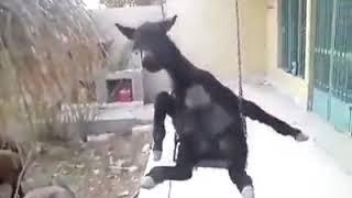 Funny Video  Funny donkey  Donkey enjoying Swing