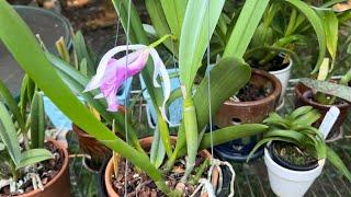 Обзор орхидей на улице после отпуска . Брассаволы башмаки  фраги  энциклии и др орхидеи. Часть 2