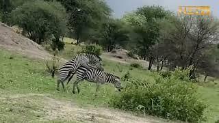 #zebra MATING 