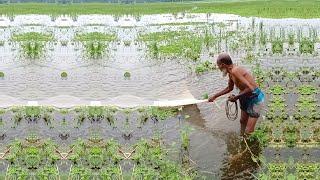 Amazing Village Fishing Video - Cast Net Fishing Video - Best Village Fishing Video