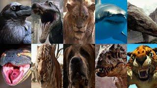 Defeats Of My Favorite Animals Killers Part 2