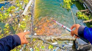 EDAN‼️ UMPAN BELUM TURUN UDAH DIHADANG RIBUAN IKAN  mancing ikan nila dan mancing ikan red devil