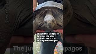 Florida couple arrested after police find stolen tortoises rare books