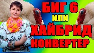 БИГ 6 или ХАЙБРИД КОНВЕРТЕР. Какой выбор лучше. Содержание индюков.