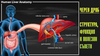 ЧЕРЕН ДРОБ – структура функция и полезни съвети Ст. Жеков