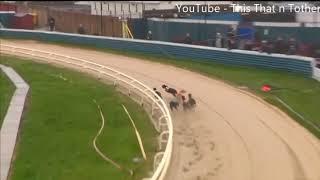 Greyhound Chases Rabbit Off Track then Dives into the Pond at Gold Cup Henlow April 2018