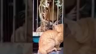 harimau pun takut sama kucing oren#shorts