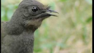 Attenborough the amazing Lyre Bird sings like a chainsaw Now in high quality  BBC Earth