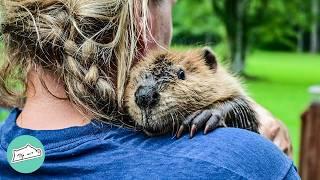 Girl Brings Home A Baby Beaver. He Builds Her A Dam  Cuddle Buddies
