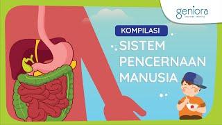 Sistem Pencernaan Manusia Proses Pencernaan Penyakit Sistem Pencernaan dan Pola Makan Sehat  IPA