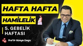 5 HAFTA GEBELİK hafta hafta gebelik gebeliğin 5. haftasında hem bebekte hem annede neler oluyor?