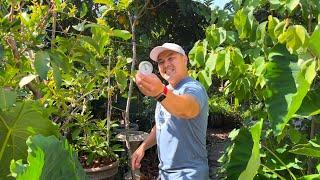 Keeping Your Tropical Fruit Trees Cool in 110° Temperature