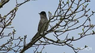 Crnokapa grmuša pjev - Blackcap  song - Sylvia atricapilla