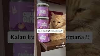 fakta kucing oren jantan vs betina