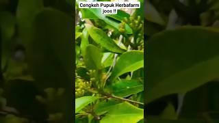 CENGKEH HERBAFARM 5 TAHUN BERBUAH LEBAT#cengkeh #cengkehorganik #pupukcengkeh