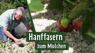  Schnecken loswerden Hanf als Mulch nutzen  MDR Garten