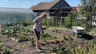 ДОМ В ДЕРЕВНЕ КУРЫ СЪЕЛИ ОГОРОДПРОДОЛЖАЕМ РЕМОНТ МАЛИНОВЫЙ РАЙСВЯТЫЕ МЕСТА