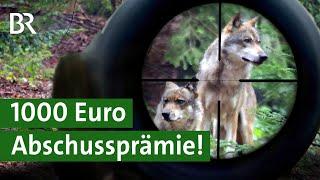 Wolf schießen erlaubt Landwirte zahlen Jägern Abschussprämie  Österreich  Unser Land  BR