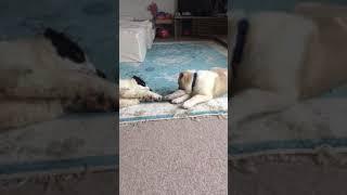 Two Russian Alabai puppies are playing Central Asian Shepherd puppies are playfighting over slipper