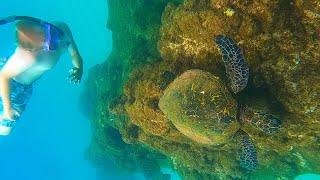 Snorkeling in Sharks Cove plus Sea Turtles