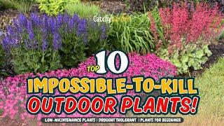 TOP 10 IMPOSSIBLE-TO-KILL OUTDOOR PLANTS   Gardening Ideas