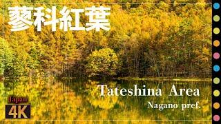 長野県の紅葉～蓼科エリア編（女神湖・御射鹿池・白駒の池など）Tateshina Area Autumn  Nagano pref.