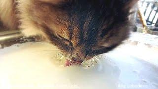 #Koshlandia Siberian Farm cats drink MILK  Кошки пьют МОЛОКО