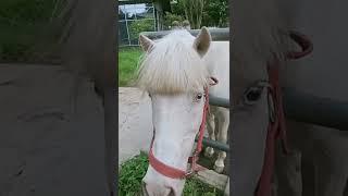 kuda semar putih tatapan matanya tajam