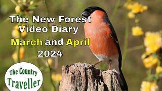 The New Forest Video Diary - March April 2024  #NewForest #LongTailedTits