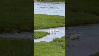 Pelicans In Yellowstones Hayden Valley #yellowstonenationalpark #wildlife #birds