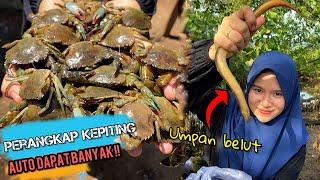 Menangkap kepiting bakau  Kepiting saus tiram