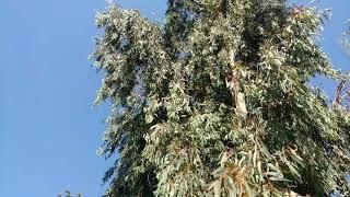 okaliptüs  Avustralya kavağı ağacı yaprağı ve çayının faydaları yararları nelerdir