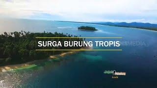 SURGA BURUNG TROPIS  JEJAK PETUALANG 310721