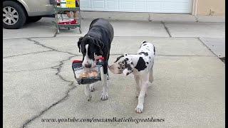 Clever Great Dane Teaches Puppy How To Hold & Deliver A Costco Chicken