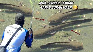 Beruntung.. Saat mancing nemu ikan gabus berkumpul auto panen