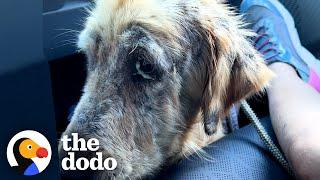 Watch This Mangy Dog Turn Into A Golden Retriever  The Dodo