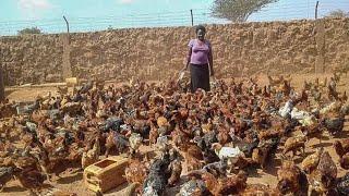 Chicken Queen  Dryland Farmer From 100 Chicken now  8000 Chicken & 1500 Mudfish