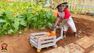 Farmer YoYo Jr harvests carrots to make juice