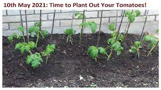 Planting Out Tomatoes 2021 - Now Is The Time 10th May Onwards