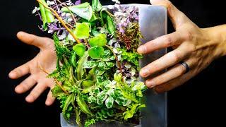 Easy DIY Self-Watering Micro Living Plant Wall