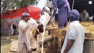 Live Soda  Bhai Kitne ka Liya  Bakra Eid