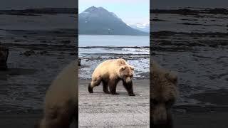 Alaska Brown Bear Charges Bear Viewers