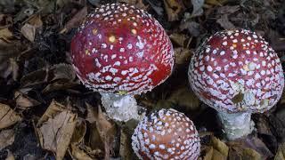 Fly agaric fungi time-lapse. UHD 4K