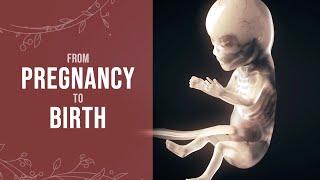 Pregnancy - How a Wonder is Born Animation