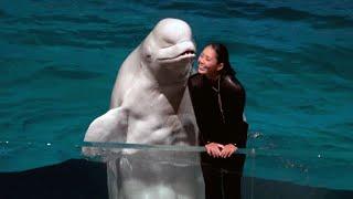 Beluga Whale Night Show at Yokohama Hakkeijima Sea Paradise 【4K】