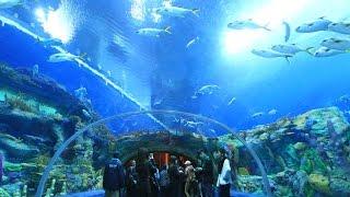 10 Best Aquariums In The World