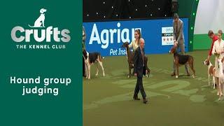 Group Judging Hound and Presentation  ​Crufts 2023
