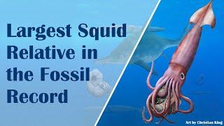 Largest Squid relative in the fossil record