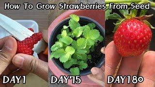 How To Grow Strawberries From Seed