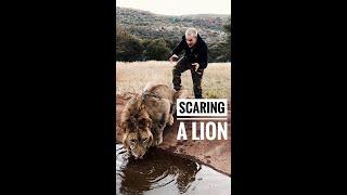 Scaring a Lion  #shorts